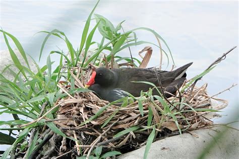 水雞|物種介紹：紅冠水雞(Gallinula chloropus) 